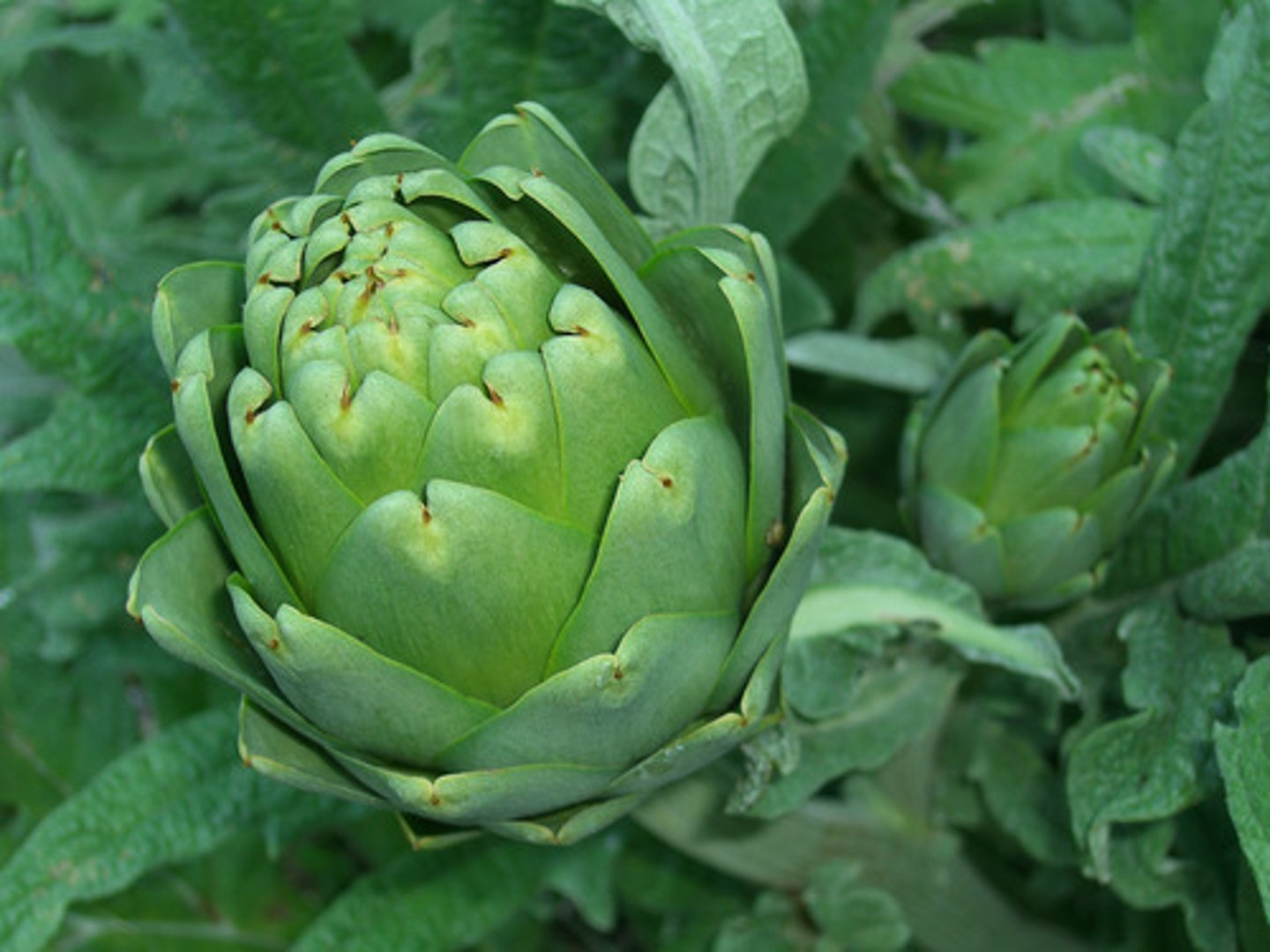 <p>artichoke</p>