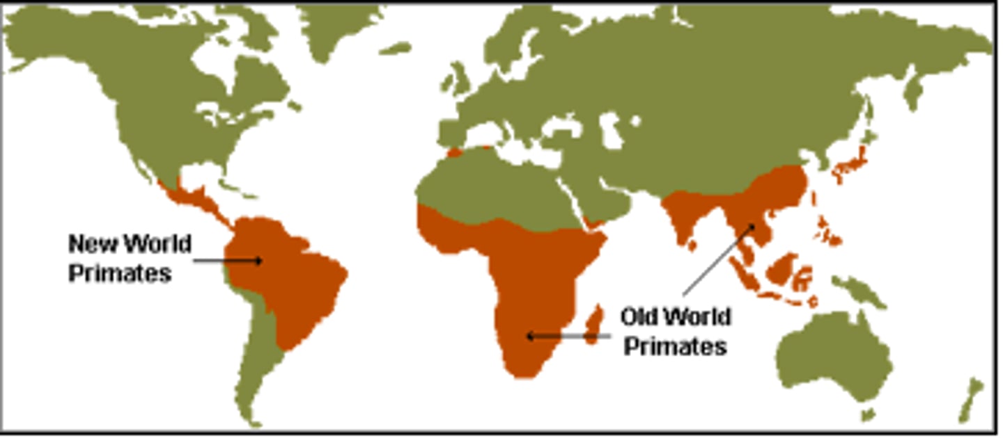 <p>The geographical spread of primate species across the world, influenced by ecological factors and evolutionary history.</p>