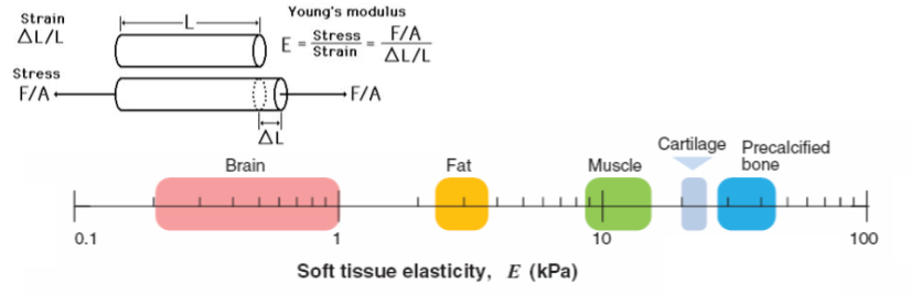 <ul><li><p>it is a measure of stiffness or elasticity </p></li><li><p>measures how much force it takes to deform something </p></li><li><p>the higher it is on the scale, more force is needed to deform it </p><p></p></li></ul><p></p>