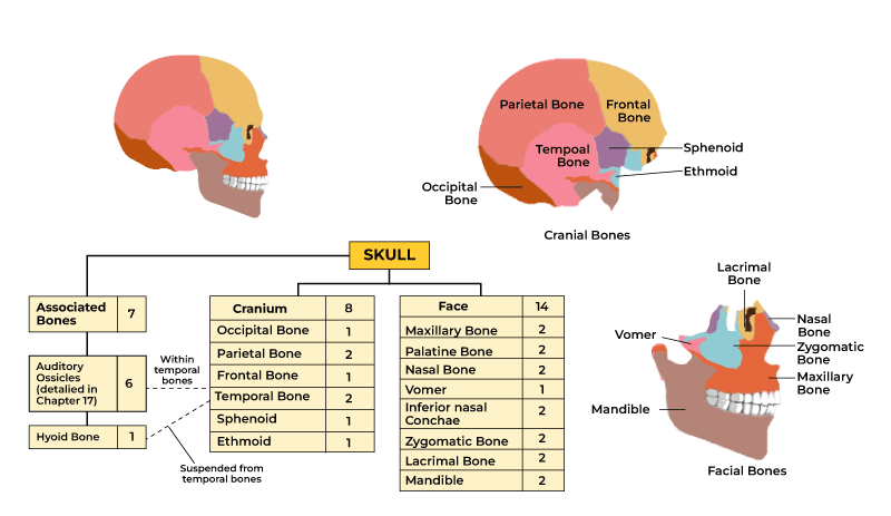<p>22 bones in total</p><p>14 facial bones</p><p>8 cranial bones</p>