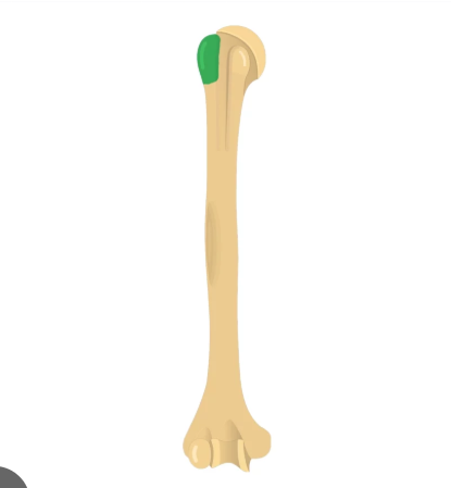 <p>(anterior) </p>