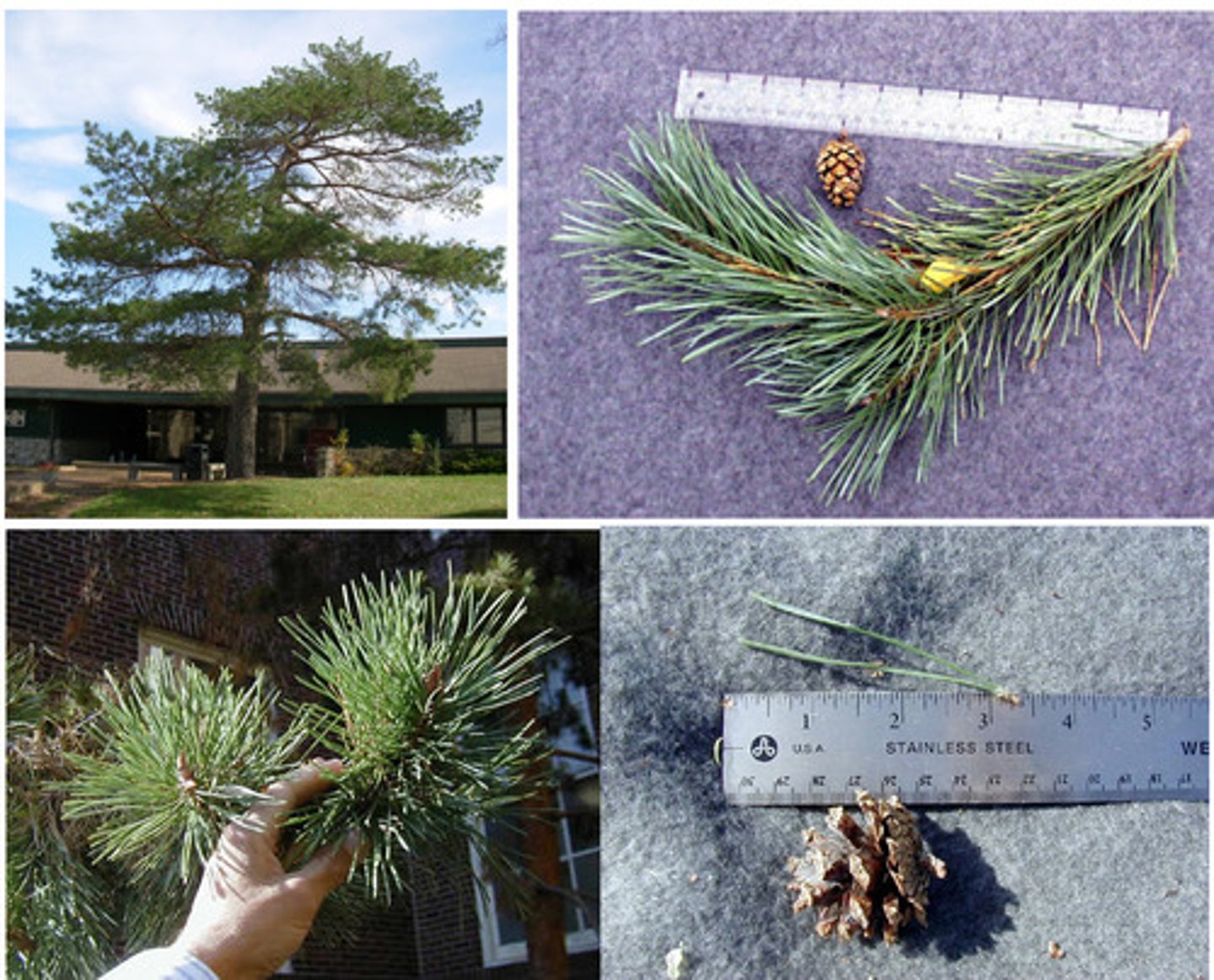 <p>Pinaceae Pinus sylvestris</p>