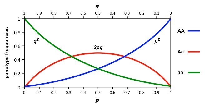 hardy-weinberg diagram