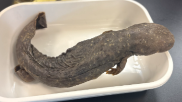 <p>Family: Cryptobranchidae</p><p>special concern</p>