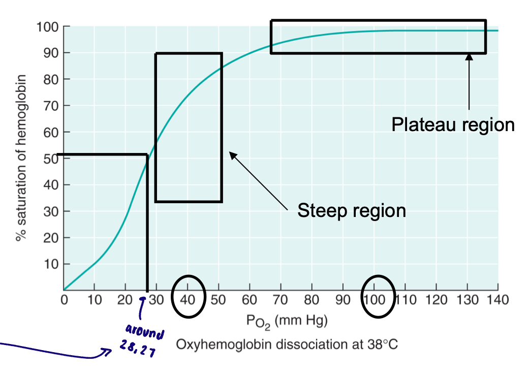 <ul><li><p>Plateau region: oxygen loading → this is at the PO2 encountered at the lungs </p></li><li><p>Steep region: oxygen unloading → this is at a PO2 encountered at the tissues </p></li></ul><p></p>