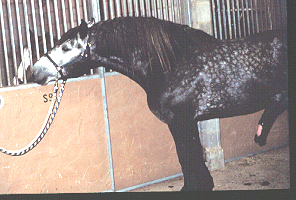 <p>Originated in France, predominately black or gray or a combination of both black and gray, no feathering on legs, much knee and hock action. used as a teaser horse, massive neck</p>
