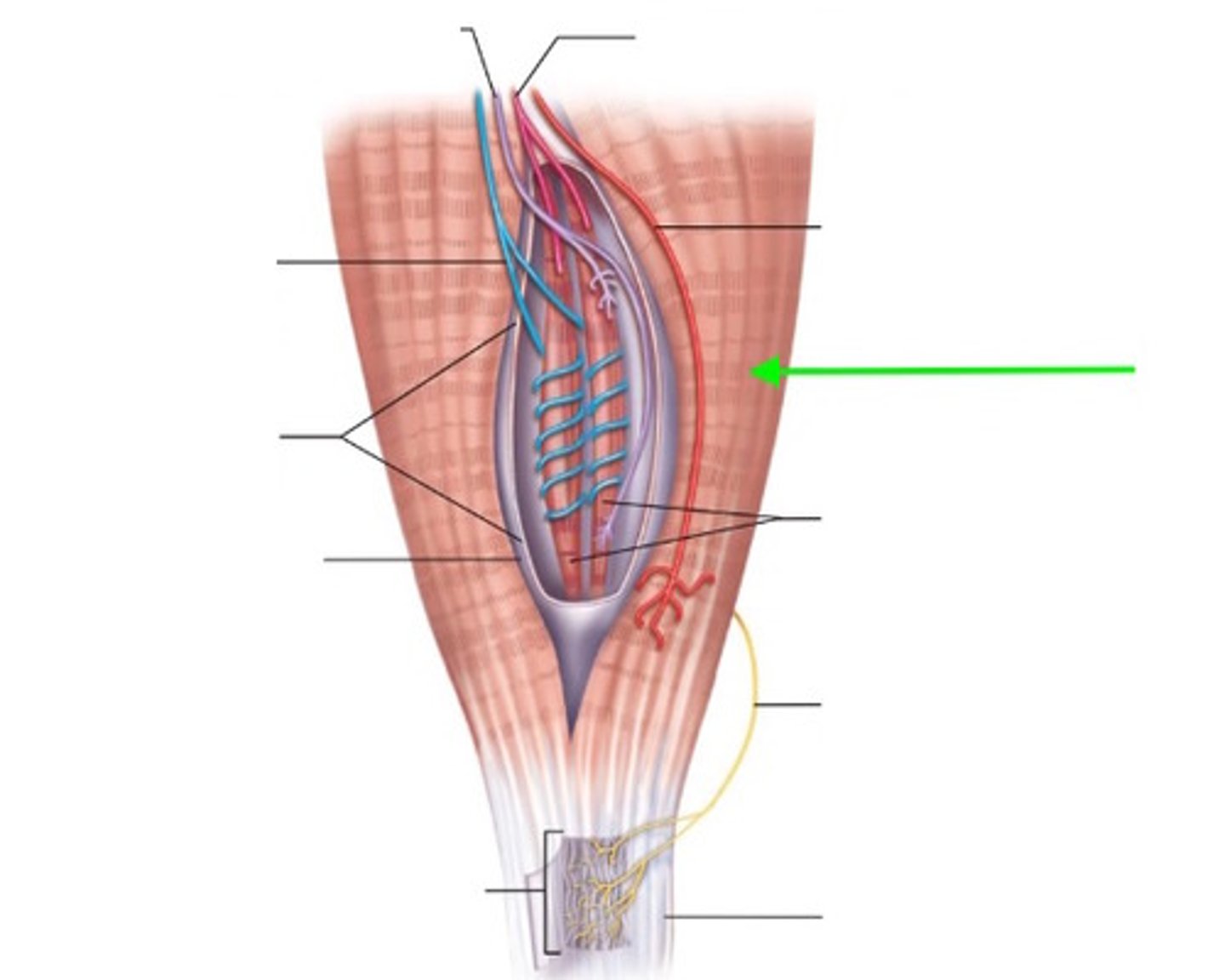 <p>contractile myofibers</p><p>innervated by alpha motor neuron</p><p>- flaccid paralysis</p><p>- polio</p><p>covered by muscle spindles</p><p>function: to develop force/contraction</p>