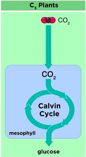 <p><span style="background-color: transparent;"><em><span>(Wheat, Rice)</span></em></span></p><ul><li><p><span style="background-color: transparent;"><strong><span>standard, Best in cool/moist areas</span></strong></span></p></li></ul><ul><li><p><span style="background-color: transparent;"><strong><span>suffers photorespiration</span></strong></span></p></li></ul><p></p>