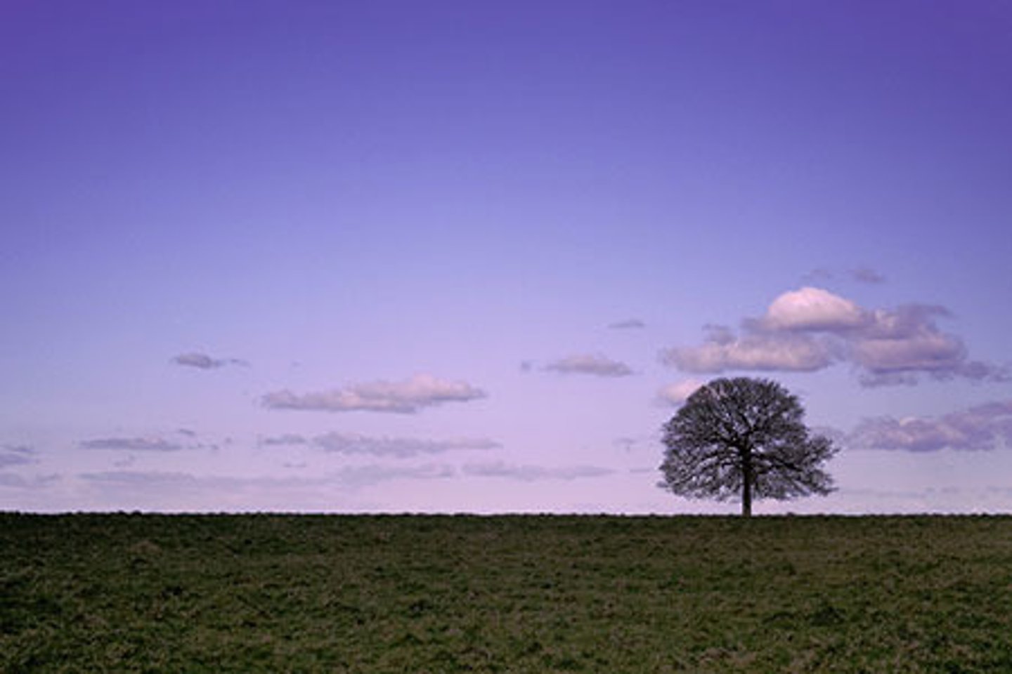 <p>solitary trees</p>