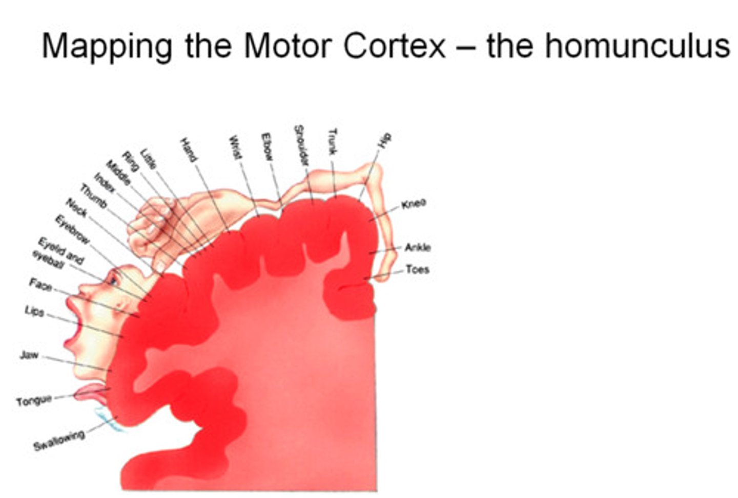 <p>relatively large amount of primary motor area devoted to face and hands</p><p>*large amount of cortex devoted to fine finger control and buccolingual movements</p>