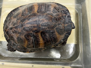 <ul><li><p>large</p></li><li><p>lined tail</p></li><li><p>small lines/unlined limbs</p></li><li><p>large subtle brown stripes on shell</p></li></ul><p></p>