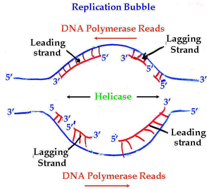 <p>The very first stage of replication</p><ul><li><p>The DNA strands at the bubble are <strong>separated </strong>and under a microscope, looks like a bubble in the DNA</p></li></ul><p></p>
