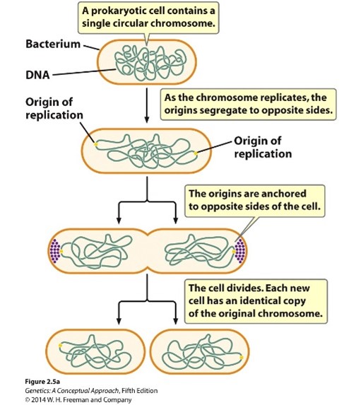 <p><span>Asexual reproduction</span></p><p><span>Copy their chromosome and divide in two</span></p><p><span>Very rapid method of reproduction (Every 20 minutes under ideal conditions)</span></p>