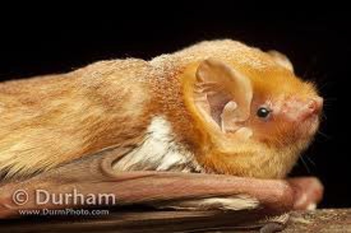 <p>Lasiurus borealis</p>
