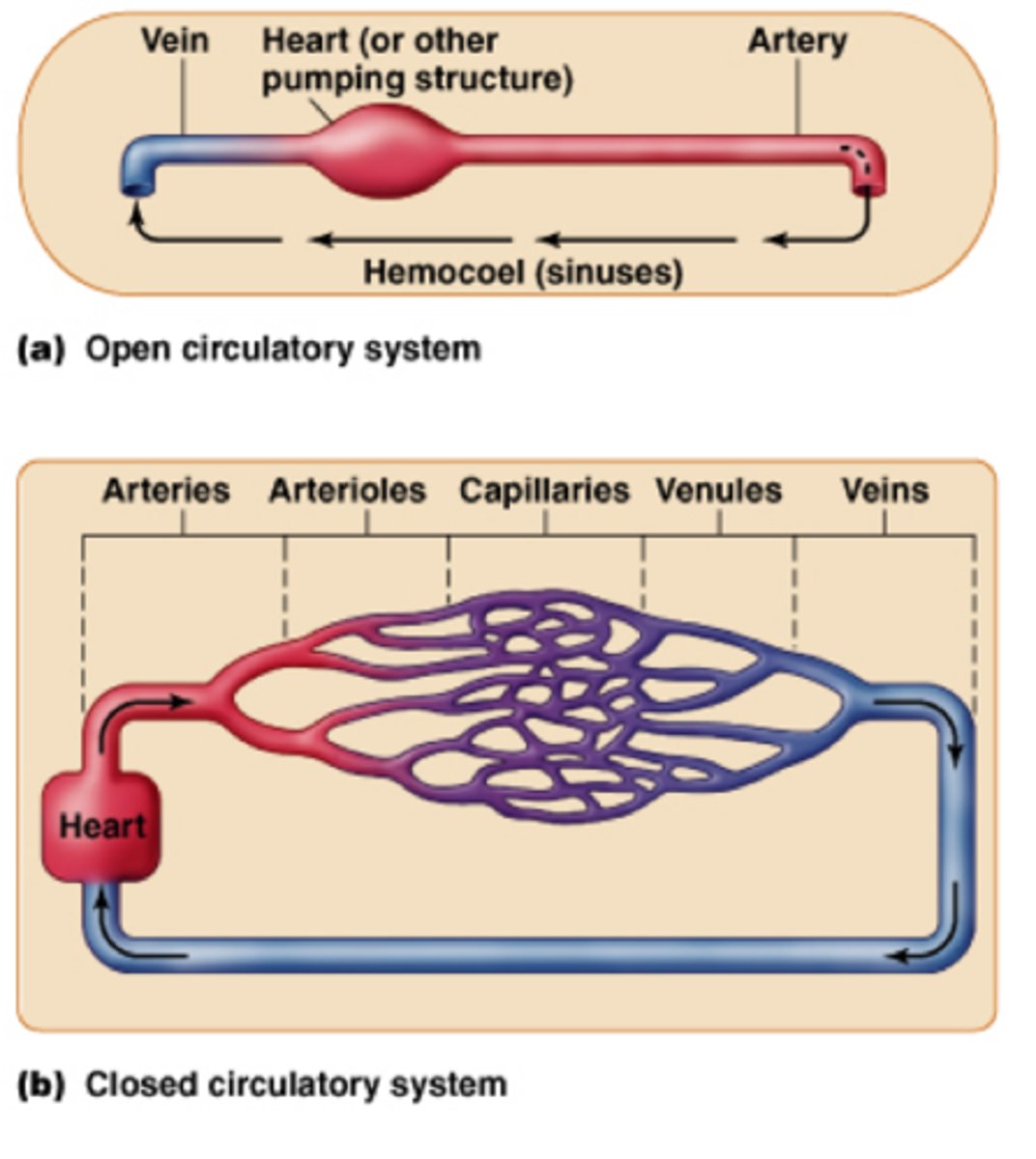 <p>Open circulatory system: the blood flows freely through cavities since there are no vessels to conduct the blood. Benefits: low energy</p><p>Closed circulatory system: This system has vessels that conduct blood throughout the body. Benefit: modify blood flow tospecific organs</p>