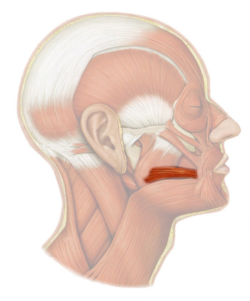 <p>Draws corner of mouth laterally (laughter)</p>