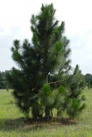 <p>Longleaf Pine </p>