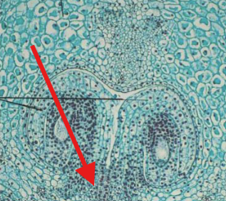 <p>What is being indicated on the Lilium Ovary?</p>
