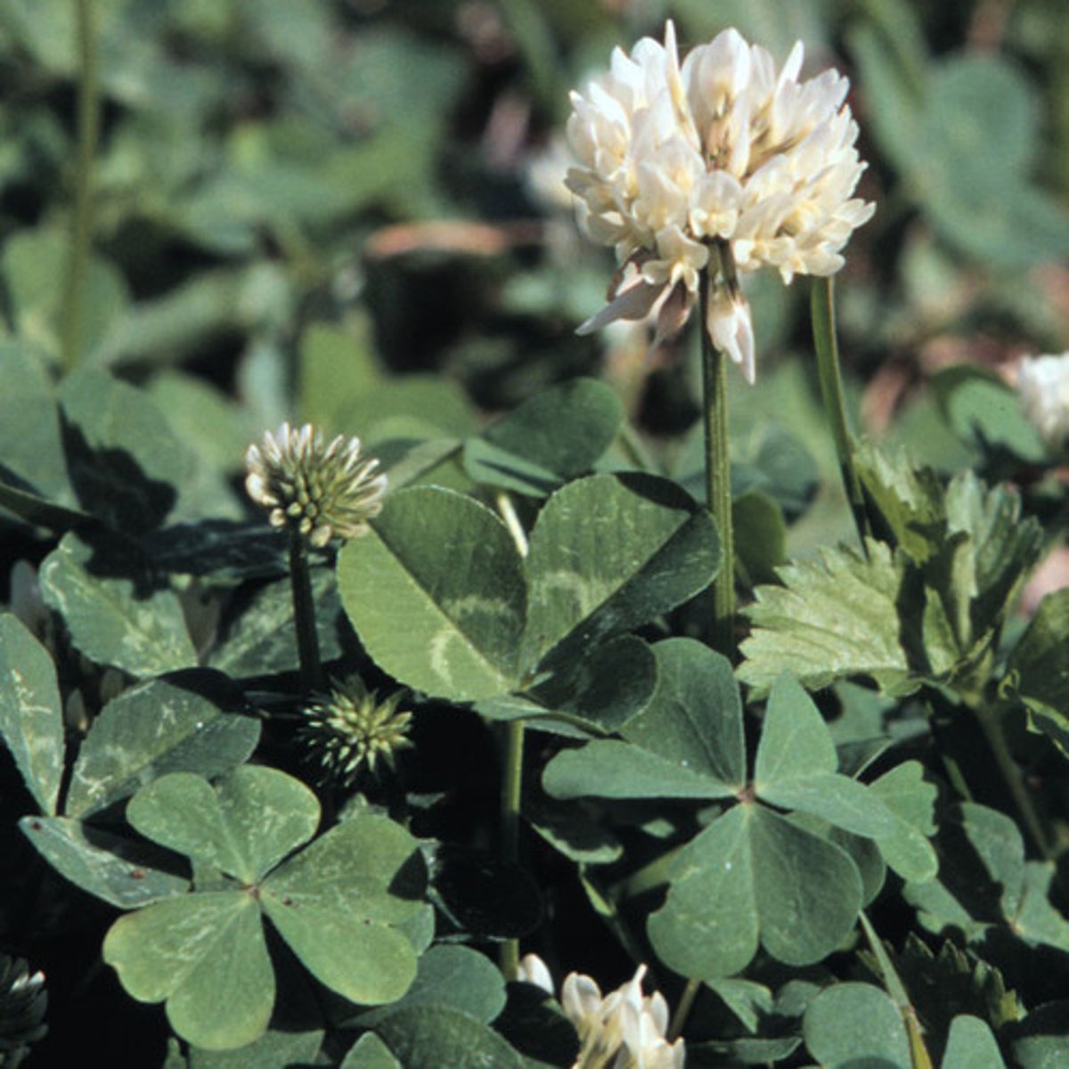 <p>welke plant</p>
