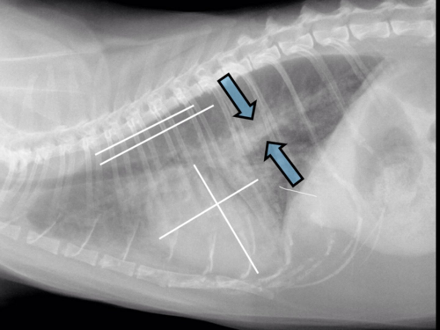 <p>A feline presents with the following rads. Are the in CHF?</p>