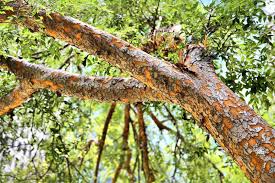 <p>Ulmus parviflora</p><p>(Elm)</p>