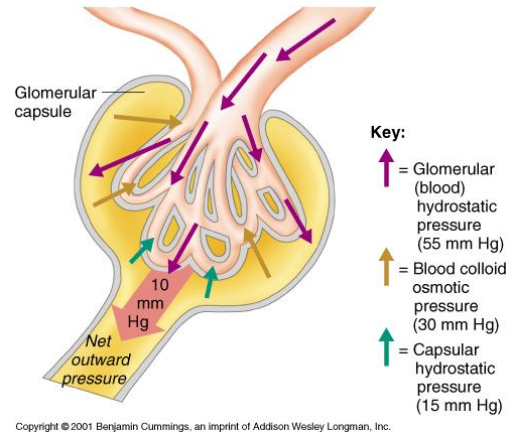 <p><strong><u>Fluid pressure exerted by blood within glomerular capillaries</u></strong></p><ul><li><p>Depends on:</p><ul><li><p><u>Contraction of the heart</u></p></li><li><p><u>Resistance to blood flow</u> offered <u>by afferent and efferent arterioles</u></p></li></ul></li><li><p>Major force producing glomerular filtration</p></li><li><p>~55 mmHg</p></li></ul><p></p>