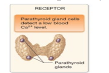 <p>when calcium ion level drops in blood it is detected by parathyroid cells</p>