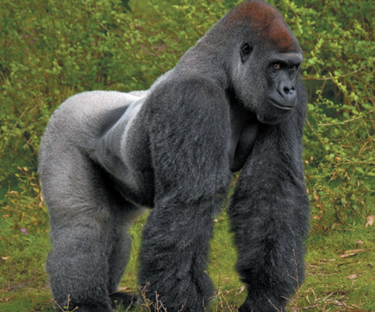 <p>gorilla</p>