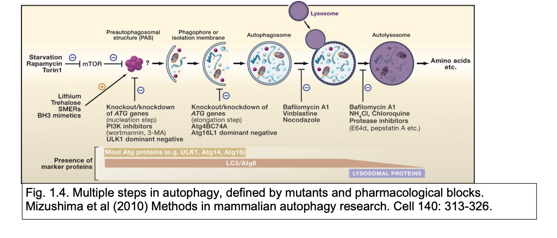 <p><strong>In general: </strong></p><ol><li><p>mTORC1 phsphylates some early players in the autophagy pathway</p></li><li><p>This is important in regulating <strong>constituitive autophagy</strong></p></li></ol><p><strong>When high nutrients:</strong></p><ol><li><p>high mTORC1 actvity</p></li><li><p>Inhibits autophagy</p></li><li><p>promotes cell growth and high biosynthetic activity</p></li></ol><p><strong>In famine:</strong></p><ol><li><p>low mTORC1</p></li><li><p>disinhibits autophagy</p></li><li><p>breaking down cell components</p></li><li><p>provide new sources of aa, nucleotides, lipids for essential cell function in absence of external sources</p></li></ol><p></p><p></p><p></p>