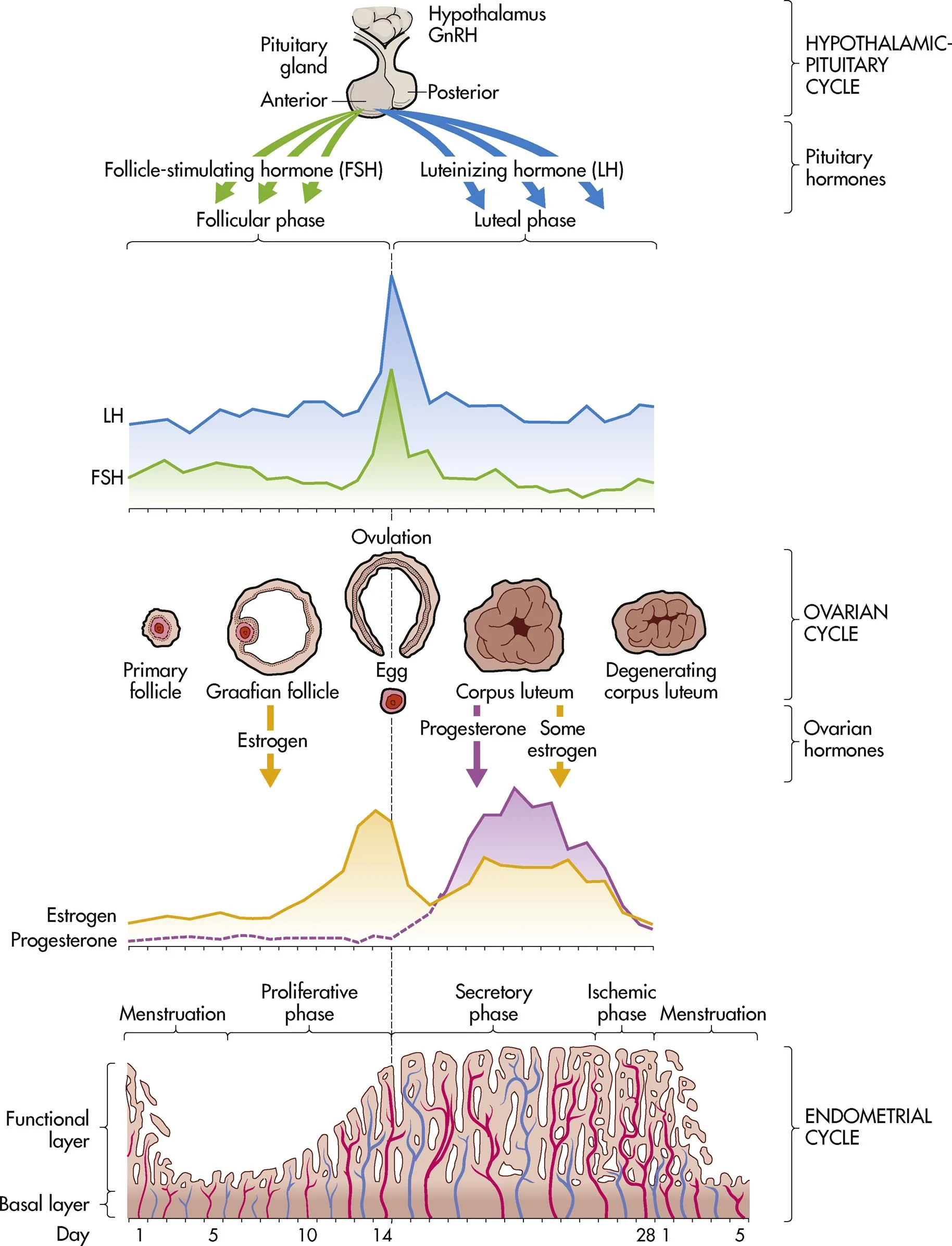 <p>blood supply to endometrium is blocked and necrosis occurs (phase right before menses)</p>