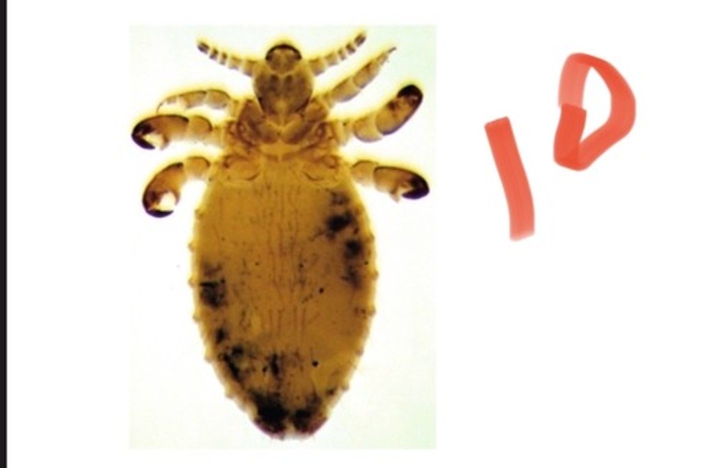 <p>Solenopotes capillatus is the louse of</p>