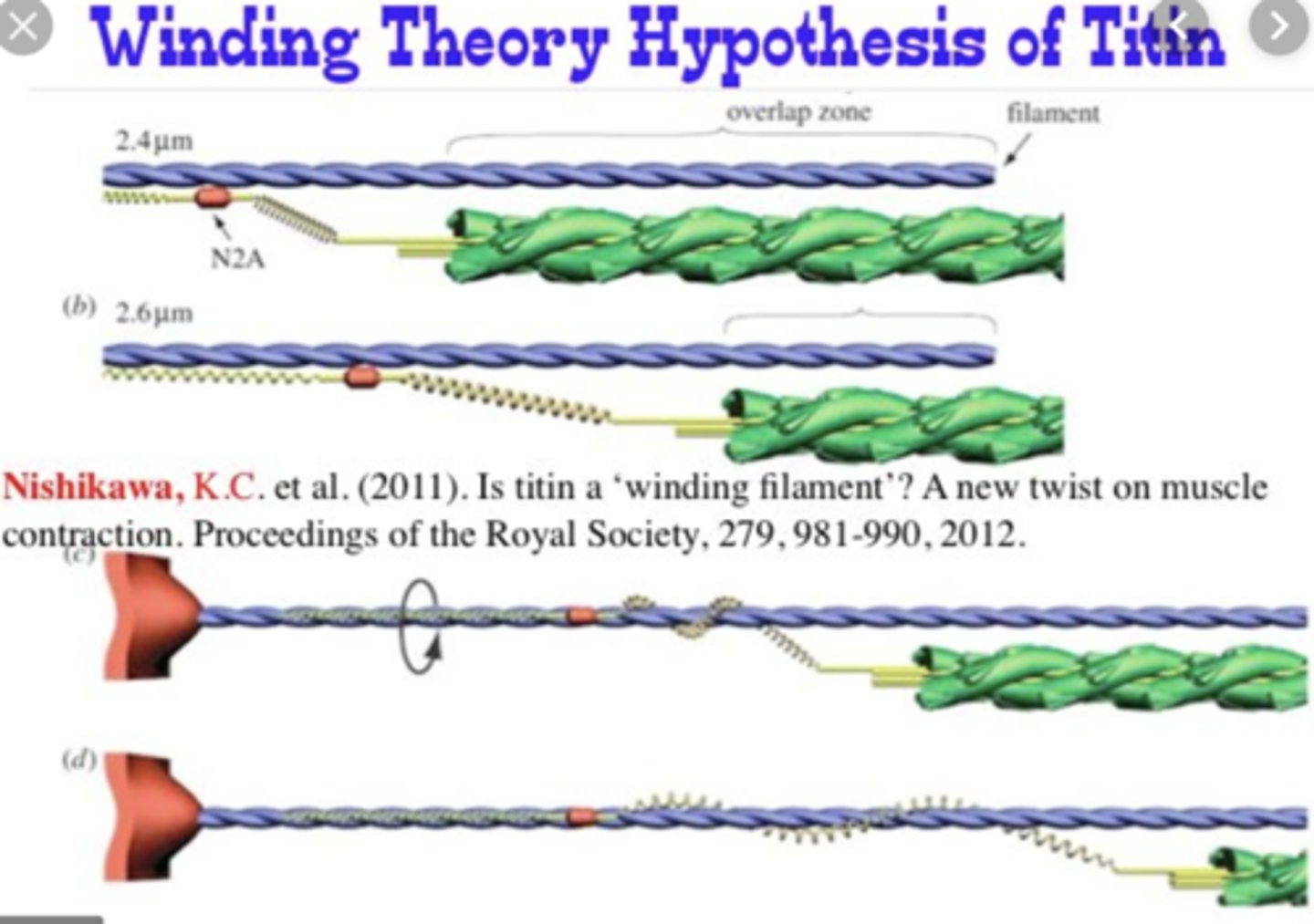 <p>-new theory</p><p>-calcium binds to troponin AND titin</p><p>-titin winds around actin filament causing contraction</p>