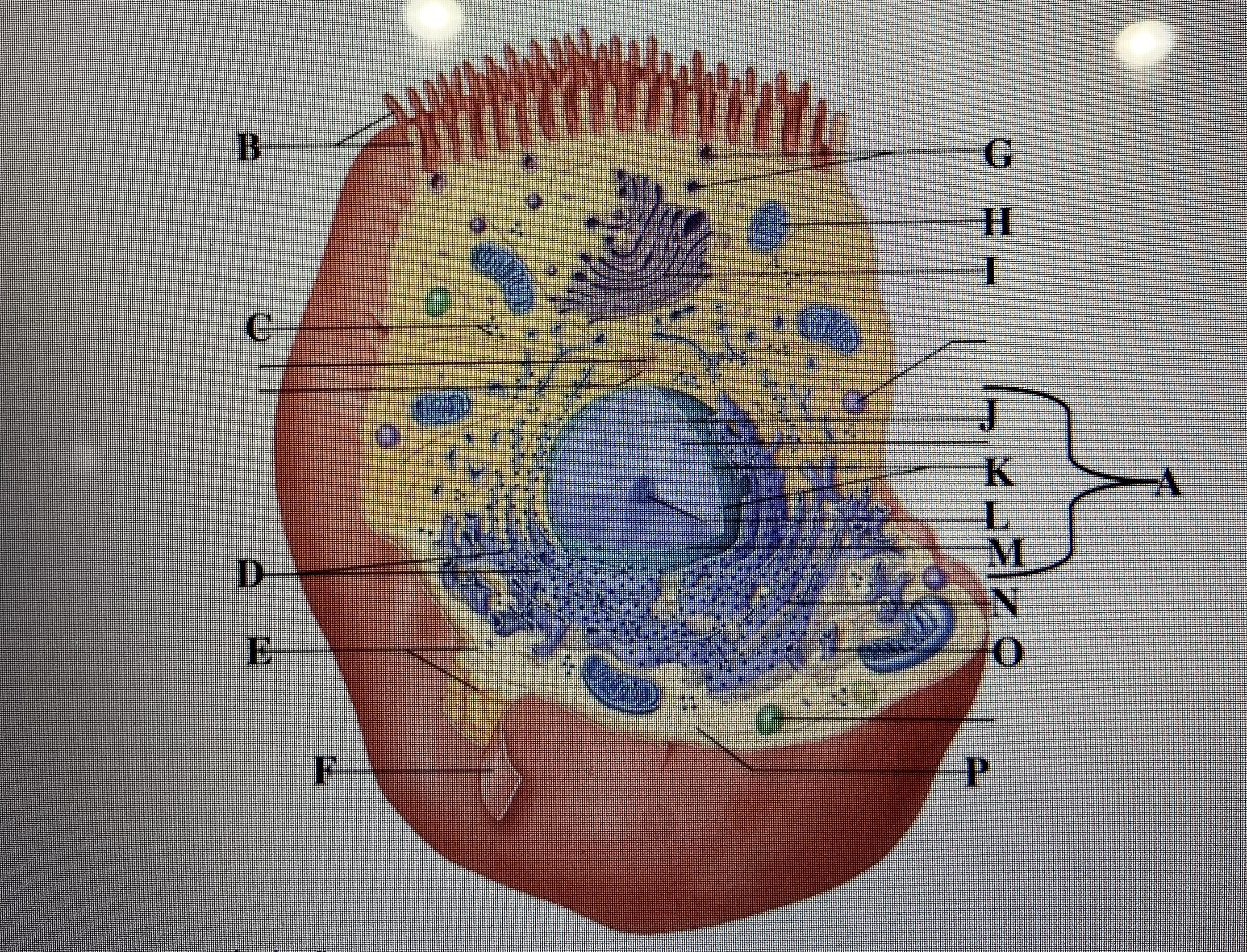 <p>in the figure above letter ___ is the rough endoplasmic reticulum and letter ___ is the nucleoplasm </p>