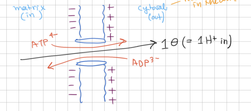 <p>Cytosol (outside) is more <u>positive</u>, so ATP movement out is spontaneous. </p><p>ATP movement is equivalent to 1 electron <u>leaving</u> or 1 H+ <u>entering</u>. </p><p>-</p><p>Thus, the total cost of making and exporting ATP is <u>4</u> H+ (in).</p>