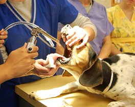 <p>laryngoscope</p>