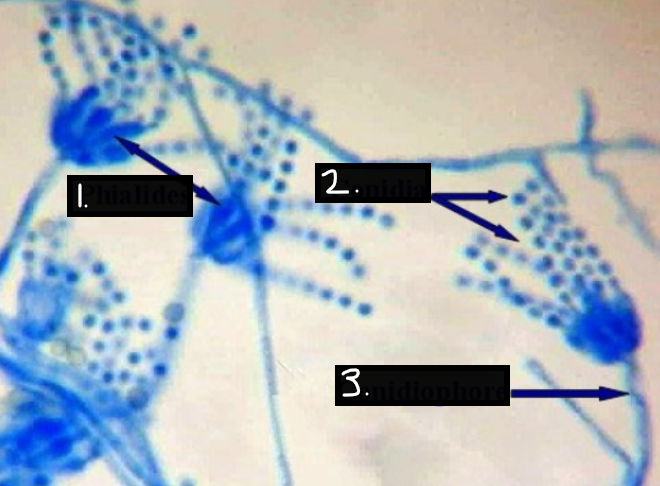 <p>What is this?</p><ol><li><p>?</p></li><li><p>?</p></li><li><p>?</p></li></ol><p></p>