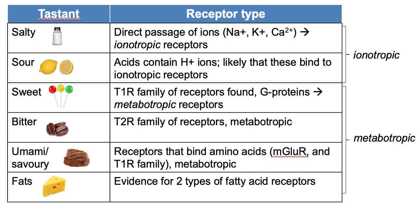 <ul><li><p>A taste bud is a cluster of receptor cells (constantly regenerating)</p></li><li><p>Each cell extends microvilli into ‘taste pore‘ (gap between papillae)</p></li><li><p>Microvilli contain ion channels/receptors</p></li><li><p>Tastants bind to receptors→triggering transduction</p></li><li><p>Change in electrical state of taste cells, synapse with sensory nerve fibers in tongue</p></li><li><p>Each taste cell responds to only one type of tastant</p></li></ul>