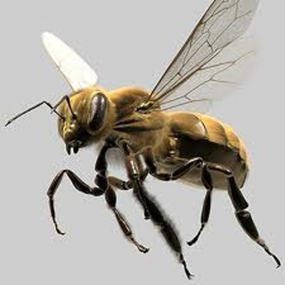 <p>une abeille</p>