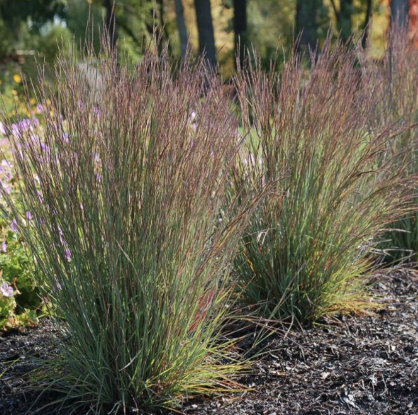 Little Bluestem