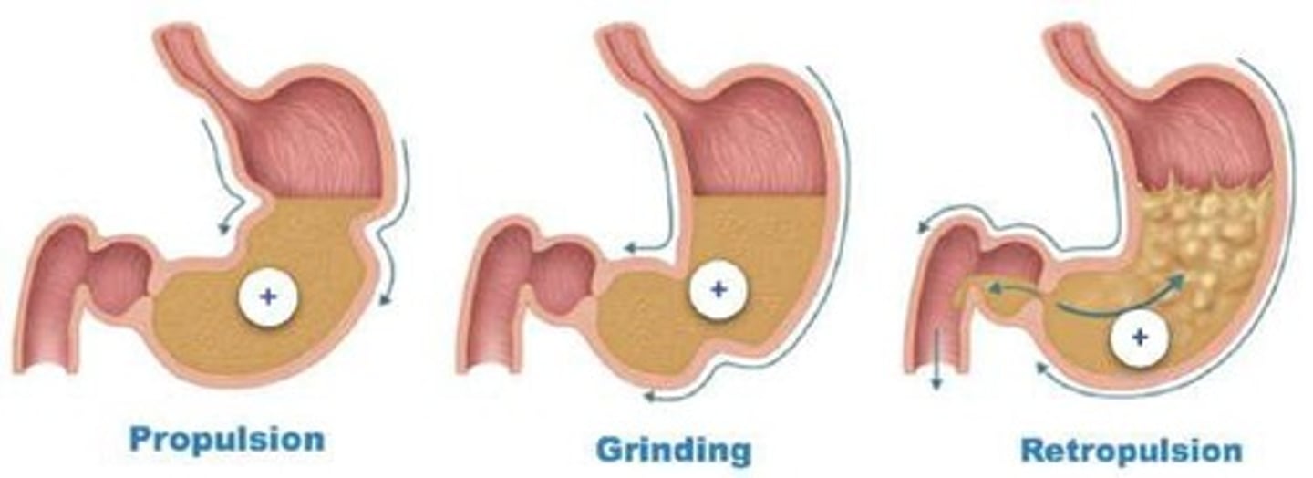 <p>Propulsion, grinding, and retropulsion.</p>
