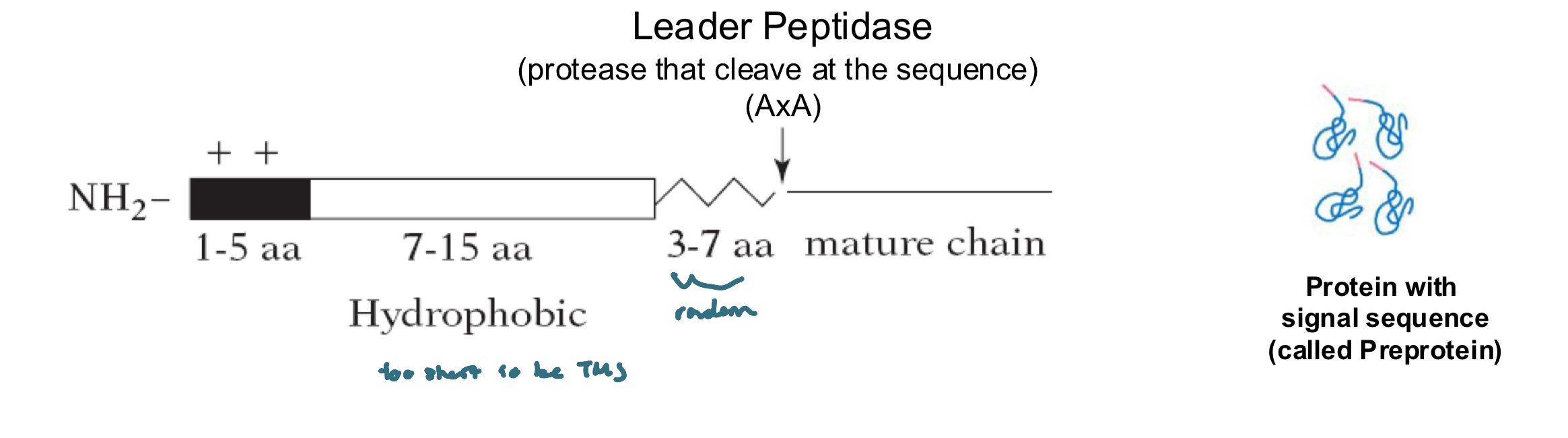 <ul><li><p>a short N-terminal a.a sequence, typically Signal Sequence~20-25 residues</p><ul><li><p>placing the N-terminal ER signal on a cytosolic protein redirects the protein to the ER</p></li></ul></li><li><p>the sequence varies in a.a, but each:</p><ul><li><p> has 7-15 nonpolar a.a’s at its center&nbsp;</p></li><li><p>a + charged N-terminal</p></li><li><p>a peptidase cleavage site located 3-7 a.a after the hydrophobic sequence</p></li></ul></li><li><p>Signal Sequencethere is no consensus sequence, the physical properties matter more than the exact a.a sequence</p></li><li><p>the signal sequences of all proteins having the same destination are interchageable</p></li></ul><p></p>
