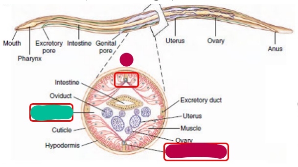 <p>What phylum does this animal belong to?<br>What are the structures whose names are censored by magenta?</p><p>What is the structure whose name is censored by teal?</p>