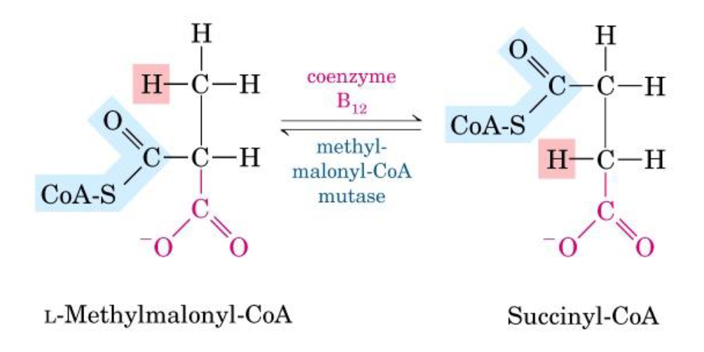 <p><strong>c) It is converted into succinyl CoA</strong></p><p>a) False. It is involved in odd-chain fatty acids catabolism; mevalonate is involved in cholesterol biosynthesis</p><p>b) False. Biotin is the prosthetic group of propionyl-CoA carboxylase. The transformation of methylmalonyl-CoA into succinyl-CoA need coenzyme B12</p><p>c) <strong>True</strong></p><p>d) False. It is an intermediate of odd-chain fatty chain catabolism</p><p>e) False. It can be considered glucogenic because it is converted into succinyl-CoA that can enter the TCA cycle and form oxaloacetate and then pyruvate</p>