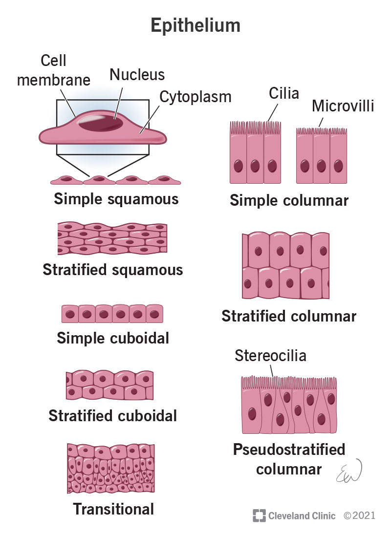 <p>Many layers of epithelial cells.</p>