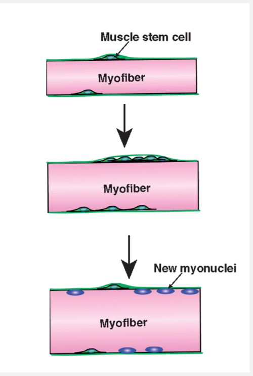 <p>Hypertrophy:</p><ul><li><p><span><span>Postnatal muscle growth mainly occurs by hypertrophy, meaning existing muscle fibres increase in size.</span></span></p></li><li><p><span><span>Hypertrophy involves satellite cells, which are muscle stem cells.</span></span></p></li><li><p><span><span>Satellite cells proliferate and donate nuclei to existing muscle fibres.</span></span></p></li><li><p><span><span>Added nuclei support increased protein synthesis and fibre enlargement.</span></span></p></li><li><p><span><span>Muscle fibres are multinucleated and maintain a stable nucleus-to-cytoplasm ratio.</span></span></p></li><li><p><span><span>Satellite cells return to a resting (quiescent) state when not needed.</span></span></p></li></ul><p></p><p></p><p>Hyperplasia:</p><ul><li><p><span><span>Hyperplasia is growth by forming new muscle fibres.</span></span></p></li><li><p><span><span>There is some evidence for hyperplasia in animal studies.</span></span></p></li><li><p><span><span>In humans, its contribution is uncertain and hypertrophy is the dominant mechanism.</span></span></p></li></ul><p></p>