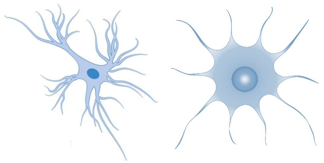 <p>Are the most common glial cells; structural support; nutrient provision</p>