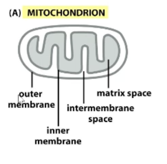 <ul><li><p>Outer membrane</p></li><li><p>Inner membrane</p></li><li><p>Intermembrane space</p></li><li><p>Matrix space</p></li></ul><p></p>