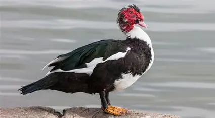 <p>muscovy duck</p>