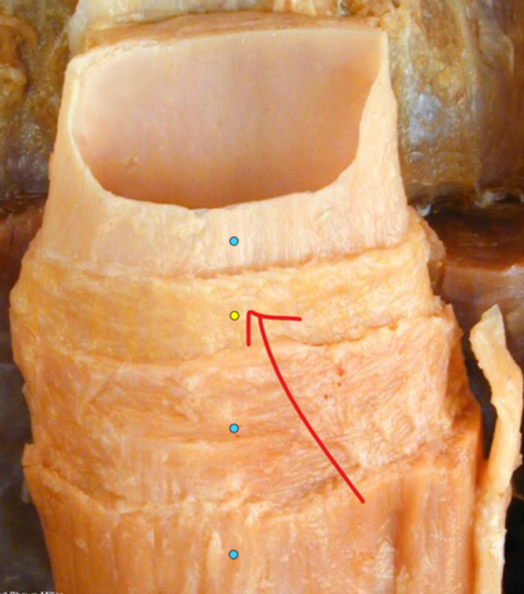 knowt flashcard image
