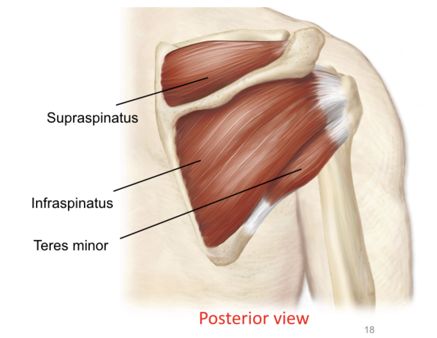 <p>supraspinatus, infraspinatus, teres minor</p>